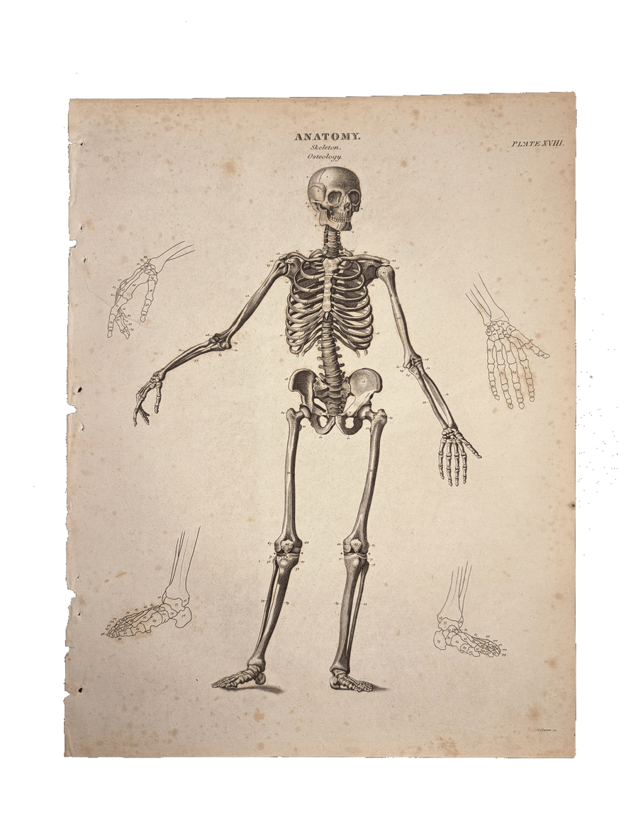 Skeleton, 1808 · John Vallance